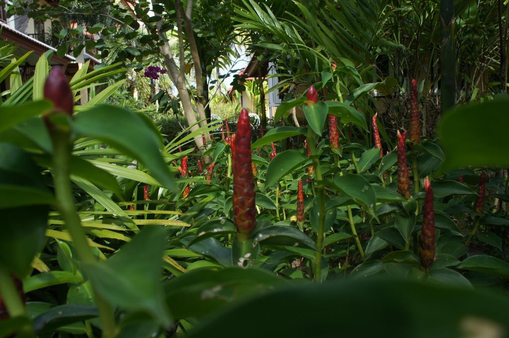 Palm Village Rawai Eksteriør billede